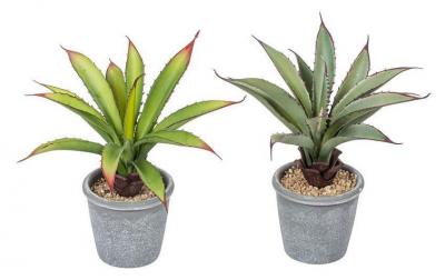 Botanic-Haus Aloe im Topf, 2er Set