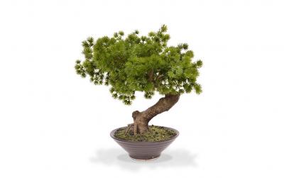 Botanic-Haus Bonsai Pinus in Schale