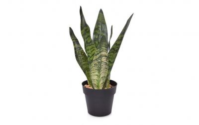 Botanic-Haus Sansevieria, Grün, 30 cm