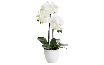 Botanic-Haus Phalenopsis Topf, 2 Rispen