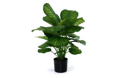 Botanic-Haus Calathea, 80 cm