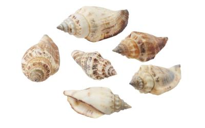 Hobbyfun Streuteile Muscheln