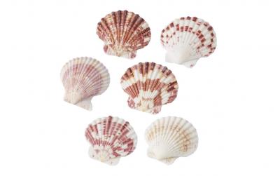 Hobbyfun Streuteile Muscheln