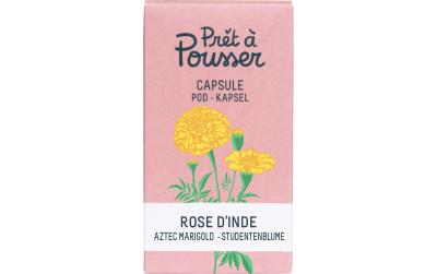 Prêt à Pousser Indische Rose