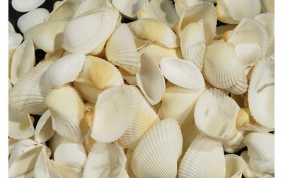 Ambiance Muscheln Weiss in Beutel