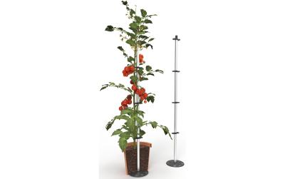 TOMATO BUDDY Set of 3