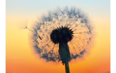 Natur Verlag Blankokarte Pusteblume