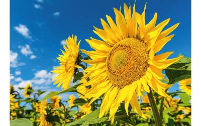 Natur Verlag Blankokarte, Sonnenblumenfeld