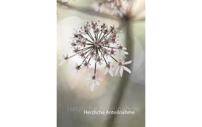 Natur Verlag Trauerkarte, Kerbelblüte