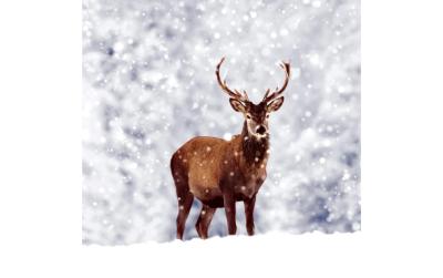 Paper + Design Servietten Winter Deer