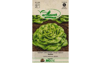 Samen Mauser Kopfsalat