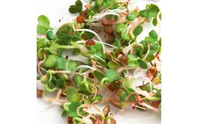 HARRY HERBS Microgreens Nachfüllset