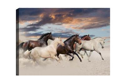 Wallxpert Bild Pferde