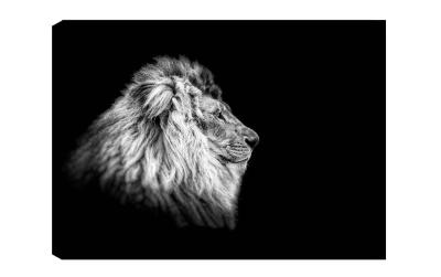 Wallxpert Bild Lion