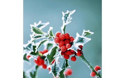 Paper + Design Servietten Frosty holly