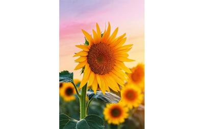 ABC Glückwunschkarte Sonneblume