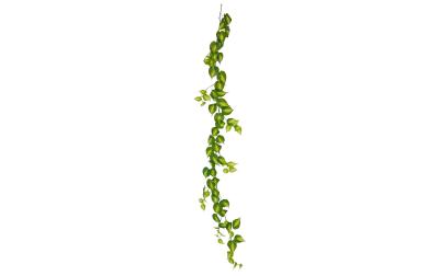 Botanic-Haus Philodendron Scandens Brasil