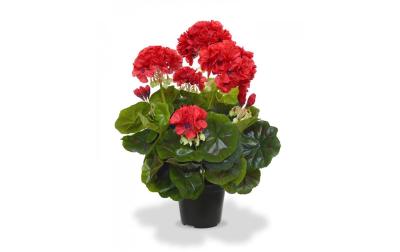 Botanic-Haus Geranien 40 cm
