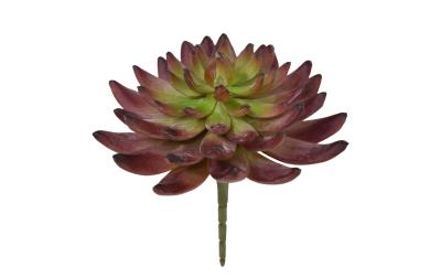 Botanic-Haus Kaktus Echeveria
