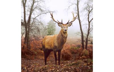 Paper + Design Servietten Hirsch