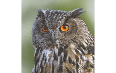 Paper + Design Servietten Eule