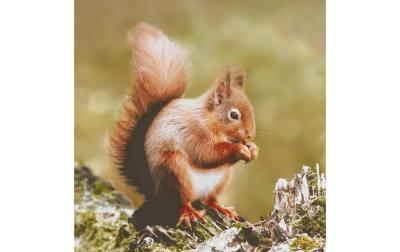 Paper + Design Servietten Eichh&ouml;rnchen