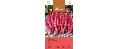 Buschbohne Magico