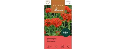 Lychnis chalcedonica