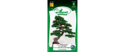 Bonsai Mädchenkiefer