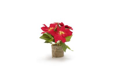 STT LED Poinsettia 24