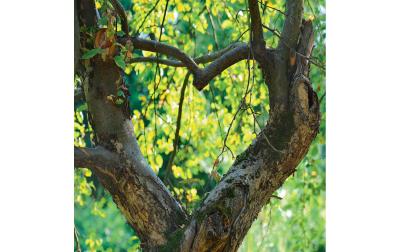 Cart Herzkarte ohne Text