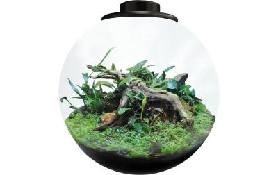 BioArt Pflanz-Terrarium Bowl 225 mit LED