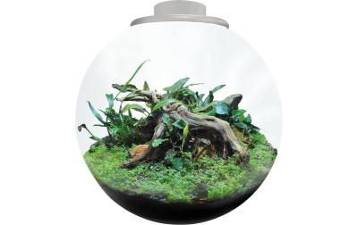 BioArt Pflanz-Terrarium Bowl 225 mit LED