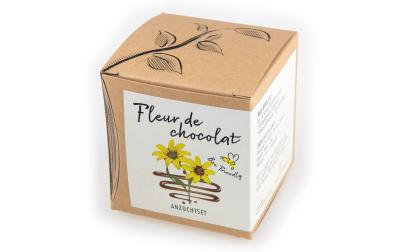 Anzucht Fleur de chocolat