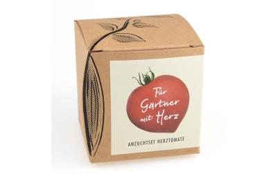 Anzucht Herztomate