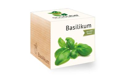 Basilikum BIO