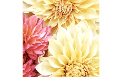 Paper+Design Servietten Soft Dahlias