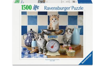 Kätzchen in der Küche