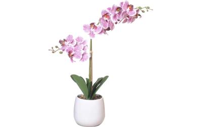 Chalet Orchidee im Topf 56cm