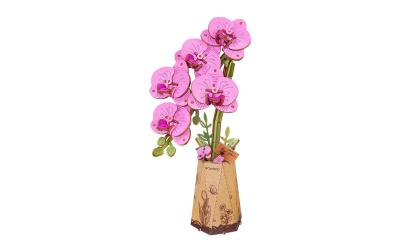 RobotimePurple Moth Orchid
