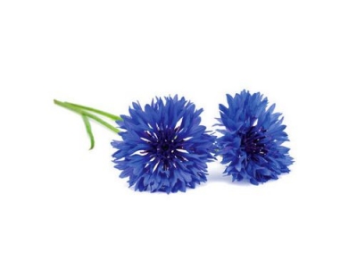 Click and Grow Cornflower