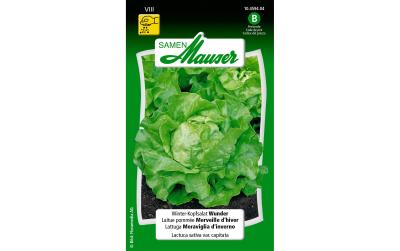 WinterKopfsalat Wunder