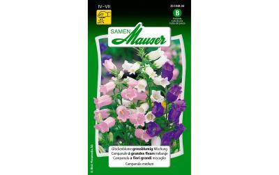 Glockenblume grossblumige Mischung