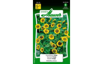 Sonnenblume Sonja