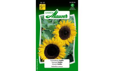 Sonnenblume Goldie