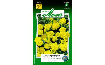 Tagetes Zitronentropfen