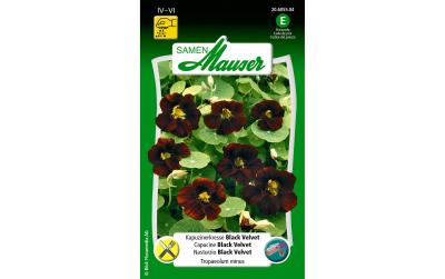 Kapuzinerkresse Black Velvet