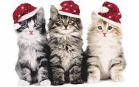 Paper + Design Servietten Xmas Cats