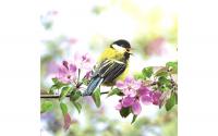 Paper+Design Servietten Spring Bird