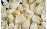 Ambiance Muscheln Weiss in Beutel